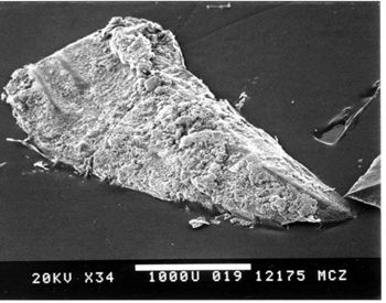 Media type: image; Herpetology R-41887
